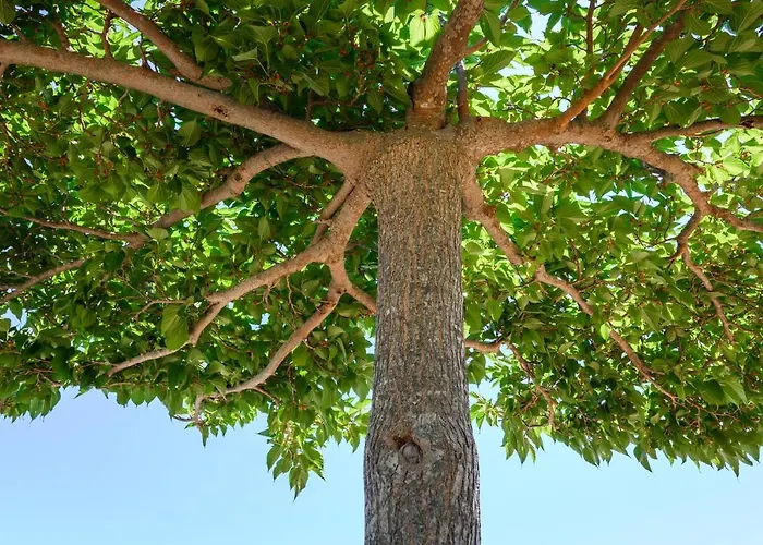 Complesso Delle Antiche Rotte