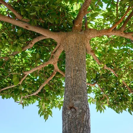 Complesso Delle Antiche Rotte